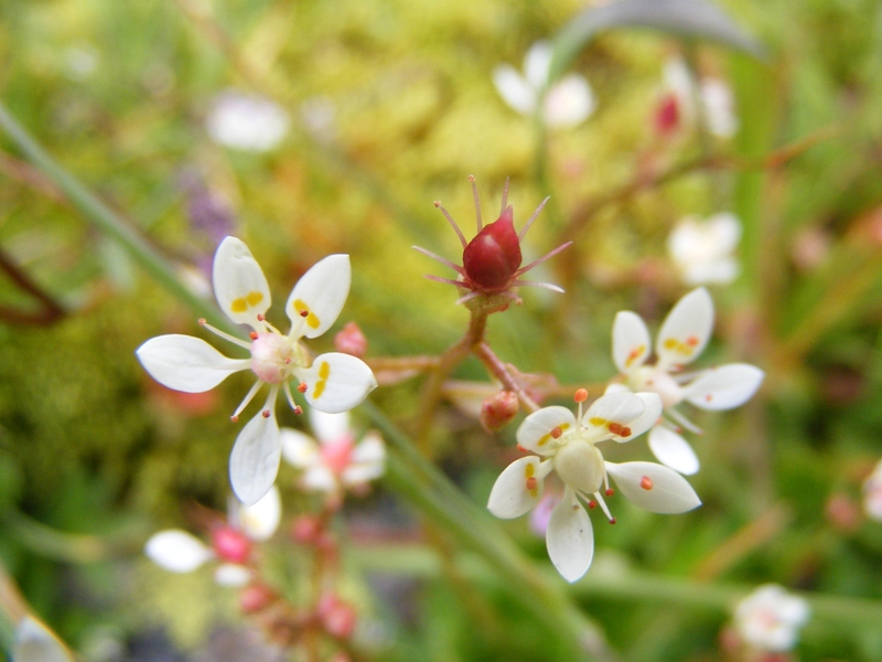 Sentieri ferrati, sentieri fioriti: i fiori dell''Albiolo